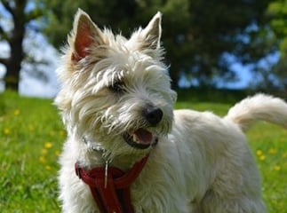 cairn terrier
